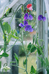 Sweet Peas plant