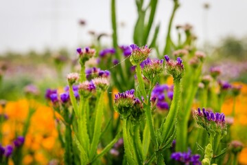 Closeup of beautiful purple flowers in a field