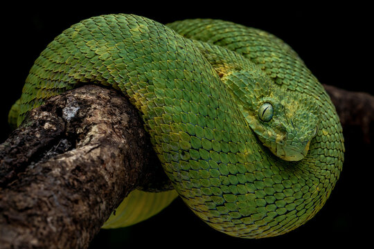 Green Bush Viper - Atheris chlorechis, Green Bush Viper www…