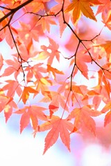 Vertical shot of maple leaves in autumn