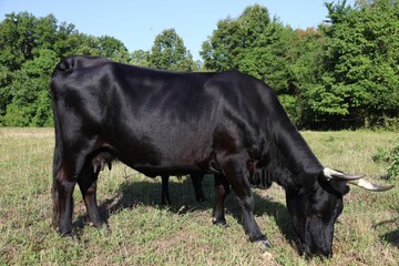 Avilena-Black Iberian cow (Bos taurus) eating grass in a field with trees in the background