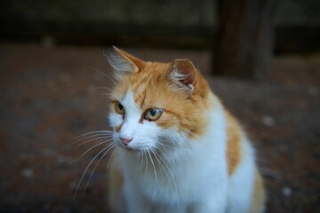 Closeup shot of a cute ginger cat