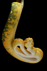 Green Tree Python (Morelia viridis). This Green Tree Python is a rare species from Papua, Indonesia.