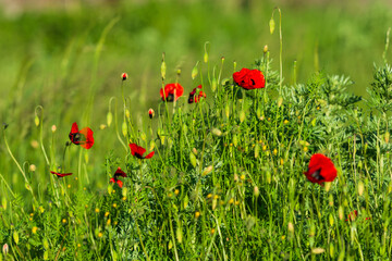 Wild poppies growing near the railroad tracks