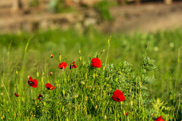 Wild poppies growing near the railroad tracks