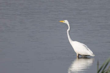 Fototapeta na wymiar Great Egret