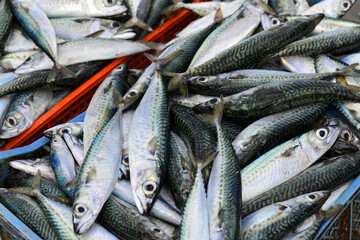 Frische Fische, Essaouira, Marokko, Afrika