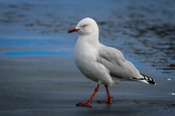 White seagull standing on wet ground and looking towards