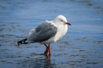 White seagull standing on wet ground and looking towards
