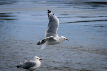 Fototapeta na wymiar Seagull during flight over water
