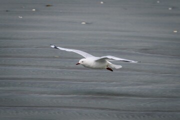 Seagull during flight over water