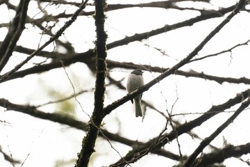 Chipping sparrow perching on a branch with white sky background