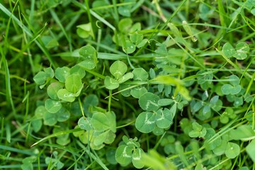 Beautiful green clover field background
