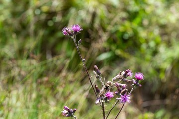 Marsh thistle growing in the field in a shallow focus