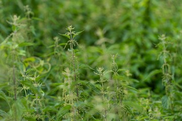 Green plants growing in the field in a shallow focus