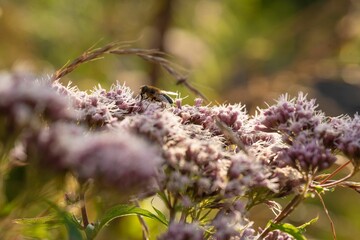 Closeup of a bumblebee on the marsh thistle flowers