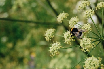 bee on a flower