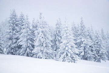 magical frozen winter landscape with snow covered fir trees