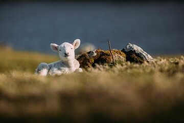 Cute white lamb sitting on dry grass in a field