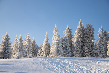 Obraz premium amazing winter landscape with snowy fir trees in the mountains