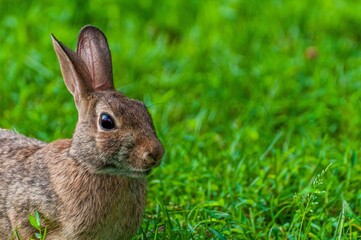 Closeup of brown rabbit standing on grassland