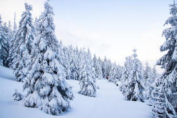 amazing winter landscape with snowy fir trees in the mountains