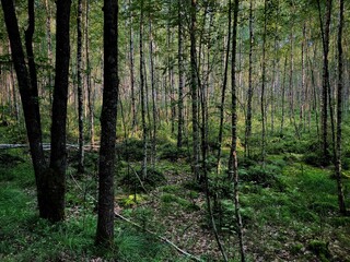 Obraz premium Forest surrounded by dense trees