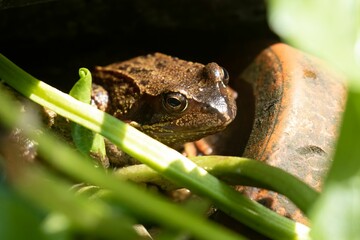 Closeup shot of a wet European frog found sitting under the sun in the nature