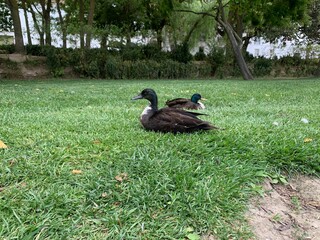 Pair of Pomeranian ducks sitting on grass - Anas platyrhynchos domesticus
