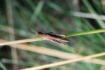 grasshopper on a leaf