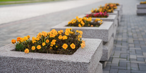 yellow flowers in flower beds on the sidewalk in the city