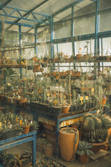 El invernadero del jardín botánico de Messina. Los cactus con colores vintage. 