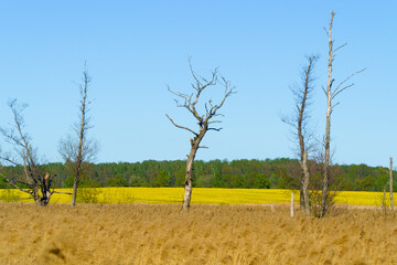 trunks of dead trees in a meadow on a sunny day
