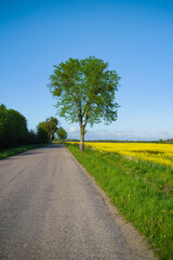 rural road through a field with trees on the sides