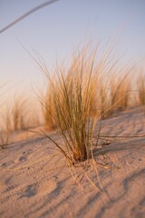 Vertical of dune grass at sunset in Baltic Sea, Germany.