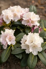 Vertical of young rhododendron flowers growing from the ground.