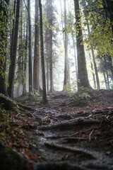 Vertical shot of the trees in the forest on a foggy and rainy day