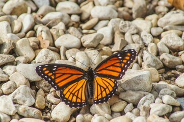 Closeup shot of a Monarch butterfly on the small white stones