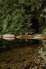 Vertical shot of the Alouette Lake during early sunrise with forest in the background