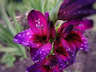 Raindrops on bright purple Robinetta flowers - beautiful floral wallpaper