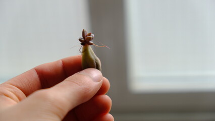 Planta crasa naciendo de una hoja