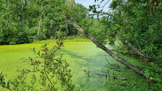 Swamp in the forest
