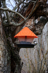 A bird feeds on seeds in a beautiful orange feeder in the garden
