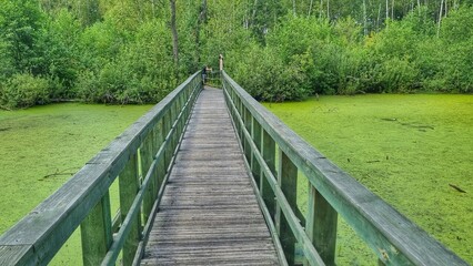 Fototapeta na wymiar wooden bridge in the swamps
