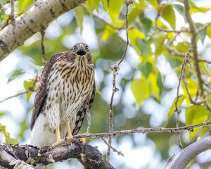 Closeup of the juvenile Cooper's hawk perched on a branch. Accipiter cooperii.