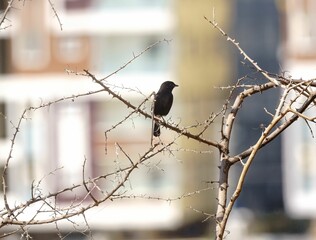 Small black pied bush chat perched on the tree branch