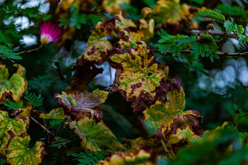 dry leaves on the tree