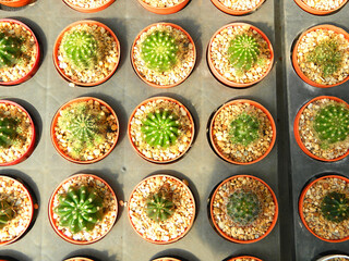 Photo of a cactus planted in several pots.