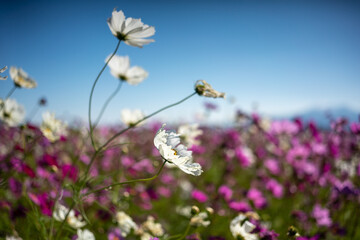 Obraz premium field of daisies
