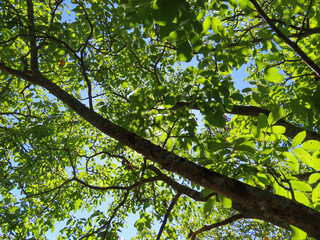 Feuillage d'arbre dans les Cévennes, Occitanie